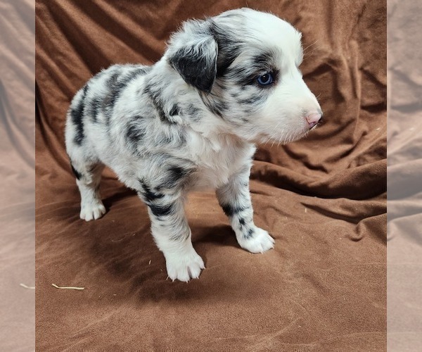 Medium Photo #5 Australian Shepherd Puppy For Sale in BRIDGEWATER, VA, USA