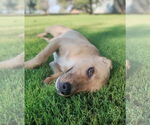 Small #2 Labrador Retriever Mix