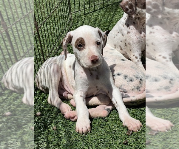 Medium Photo #3 Dalmatian Puppy For Sale in LA PUENTE, CA, USA