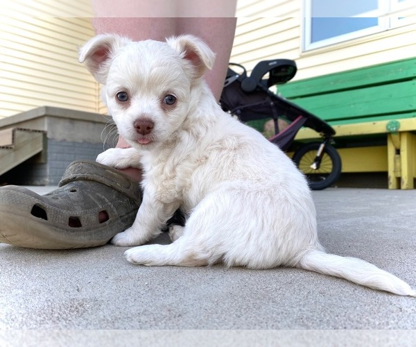 Medium Photo #4 Chihuahua Puppy For Sale in MARCUS, IA, USA