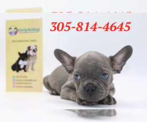 French Bulldog Puppy for sale in ATL, GA, USA