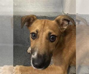 Labrador Retriever-Unknown Mix Dogs for adoption in San Antonio, TX, USA