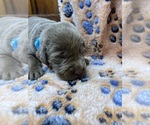 Small #6 Labrador Retriever