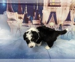 Small Photo #32 Aussiedoodle Miniature  Puppy For Sale in COMMERCE, MI, USA