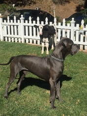 Father of the Great Dane puppies born on 08/15/2017