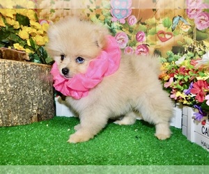 Pomeranian Puppy for sale in HAMMOND, IN, USA