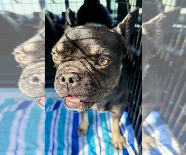 Medium Photo #2 French Bulldog Puppy For Sale in Boca Raton, FL, USA