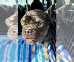 Small Photo #2 French Bulldog Puppy For Sale in Boca Raton, FL, USA