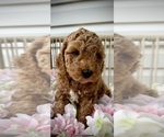 Small #1 Goldendoodle (Miniature)