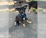 Puppy Panther Alaskan Husky-German Shepherd Dog Mix