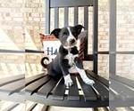 Small #2 Australian Cattle Dog-Border Collie Mix