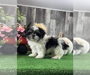 Shih Tzu Puppy for sale in CANOGA, NY, USA