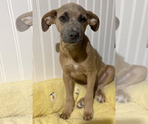 Sparrow- hound/lab puppy - Male Labrador Retriever-Unknown Mix Dog for Adoption - Photo #3