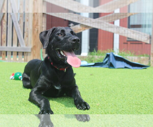Medium Photo #3 Labrador Retriever-Unknown Mix Puppy For Sale in Chestertown, MD, USA