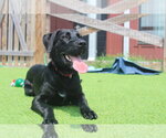 Small #2 Labrador Retriever Mix
