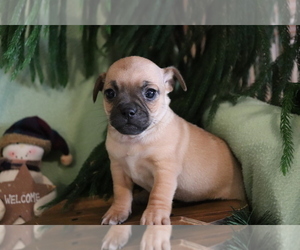 Jug Puppy for sale in SHILOH, OH, USA