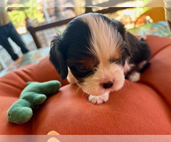 Medium Photo #2 Cavalier King Charles Spaniel Puppy For Sale in ORO VALLEY, AZ, USA