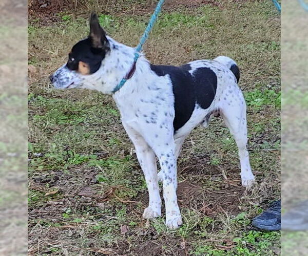 Medium Photo #4 Mutt Puppy For Sale in Wetumpka, AL, USA