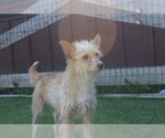 Small #2 Mutt