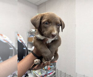 Mutt Dogs for adoption in San Bernardino, CA, USA