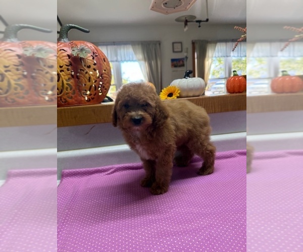 Medium Photo #2 Poodle (Miniature) Puppy For Sale in MUNFORDVILLE, KY, USA