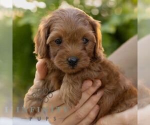 Cavapoo Puppy for sale in LITITZ, PA, USA