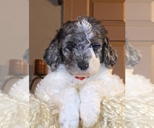 Poodle (Standard) Puppy for sale in WINNSBORO, TX, USA