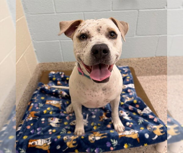 Medium Photo #1 American Pit Bull Terrier Puppy For Sale in Brighton, CO, USA
