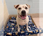 Small American Pit Bull Terrier