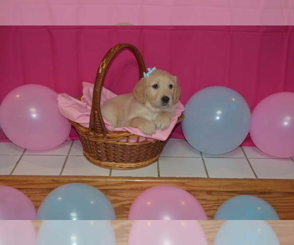 Medium Photo #8 Golden Retriever Puppy For Sale in WEBSTER CITY, IA, USA