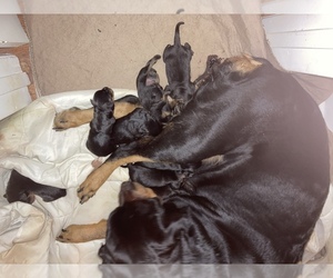 Rottweiler Puppy for sale in COLUMBUS, OH, USA