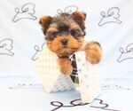 Small #19 Yorkshire Terrier