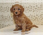 Small #2 Cavapoo
