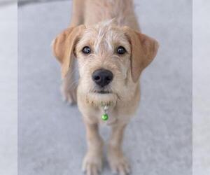 Surf Pup - Barrel - Adopted! - Male Colonial Cocker Spaniel-Unknown Mix Dog for Adoption - Photo #3