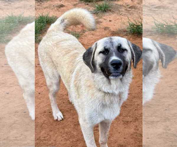 Medium Photo #11 Anatolian Shepherd-Great Pyrenees Mix Puppy For Sale in Higley, AZ, USA