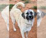 Small #10 Anatolian Shepherd-Great Pyrenees Mix