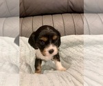 Puppy Walter Cavalier King Charles Spaniel