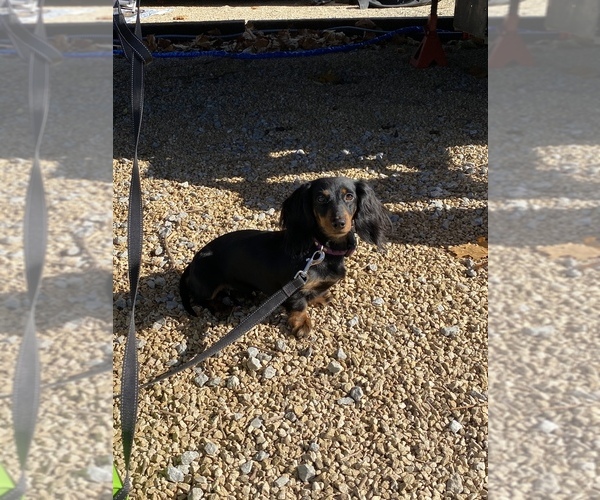 Medium Photo #1 Dachshund Puppy For Sale in CARROLLTON, IL, USA