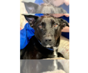 Shepradors Dogs for adoption in Brewster, NY, USA