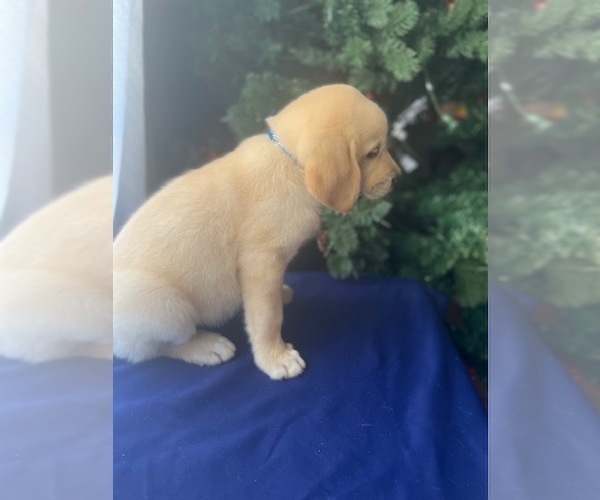 Medium Photo #2 Golden Retriever Puppy For Sale in SAN FERNANDO, CA, USA