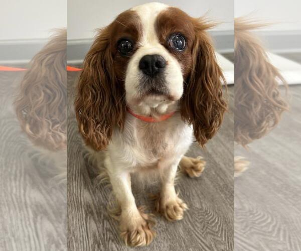 Medium Photo #1 Cavalier King Charles Spaniel Puppy For Sale in Westminster, MD, USA