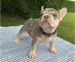 Small Photo #27 French Bulldog Puppy For Sale in BREMEN, IN, USA