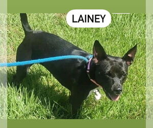 Labrador Retriever Dogs for adoption in Muskegon, MI, USA