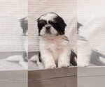 Small Photo #2 Shih Tzu Puppy For Sale in ATWATER, CA, USA