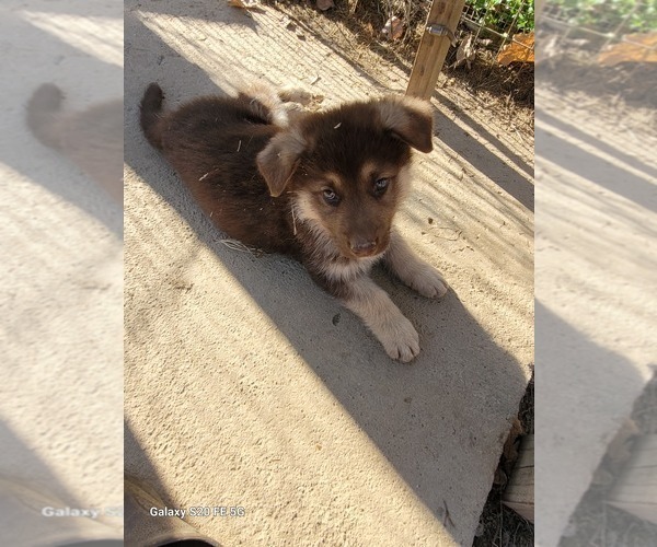 Medium Photo #9 German Shepherd Dog Puppy For Sale in SCOTTSVILLE, KY, USA