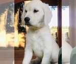 Small Photo #9 Golden Retriever Puppy For Sale in FORT STEILACOOM, WA, USA