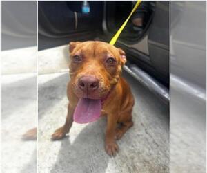 Medium American Staffordshire Terrier Mix