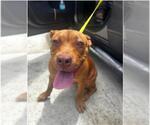 Small American Staffordshire Terrier Mix