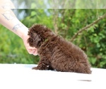 Small #17 ShihPoo