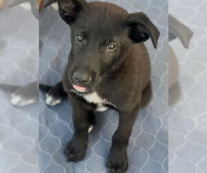 Labrador Retriever-Unknown Mix Dogs for adoption in Dana Point, CA, USA